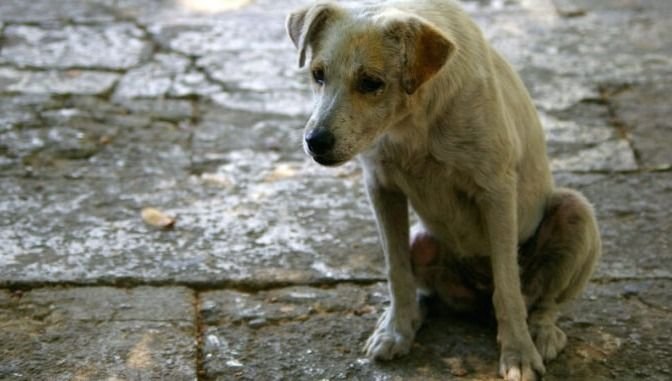 Analizaron la problemáticas asociadas a los perros y gatos en situación