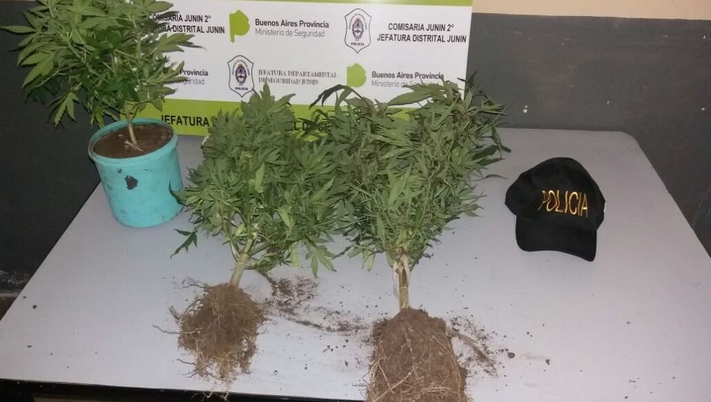 Encontraron Plantas De Marihuana En Una Vivienda